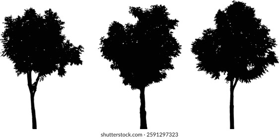 Bare Tree Silhouette Isolated on White Vector illustration in stroke fill in white. Tropical	
