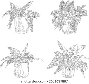 Bare Tree Silhouette Isolated on White Vector illustration in stroke fill in white. Tropical	
