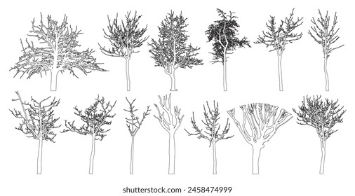 Bare trees contour, set. Beautiful leafless trees.  Vector illustration