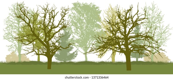 Bare trees, early spring park. Vector illustration.