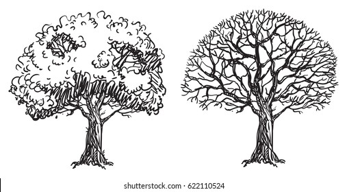 Bare trees. Two vector bare trees are hand  drawing  at doodle style
