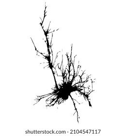 Bare winter tree or bush with naked branches. Blown blot ink spot. Black silhouette on white background.