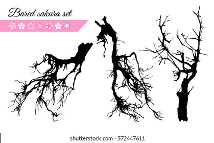 Bared sakura and japanese cherry tree flower set for your asian design. Vector illustration