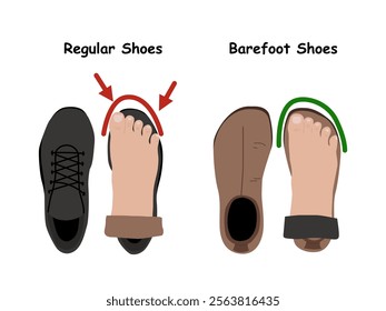 Barefoot shoes. Compare regular vs barefoot shoes. This shoe has a flexible upper and outsole that allows the feet to move and flex naturally, and effectively engage every bone