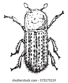 The bark beetle Linnaeus, vintage engraved illustration.
