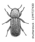 Bark beetle, suu illustration, drawing, engraving, ink, line art, vector