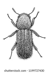 Bark beetle, suu illustration, drawing, engraving, ink, line art, vector