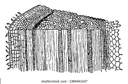 The bark consists of two portions, the cellular and vascular, the latter of which is called liber, and the inner portion of the bark. It consists of several layers, vintage line drawing or engraving