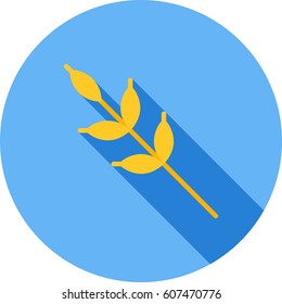 Barley