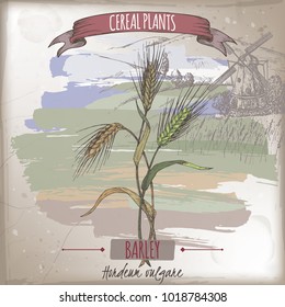 Barley aka Hordeum vulgare color sketch with field landscape. Cereal plants collection. Great for bakery, agriculture, farming design.