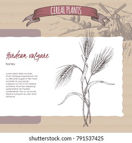 Barley aka Hordeum vulgare sketch with field landscape. Cereal plants collection. Great for bakery, agriculture, farming design.