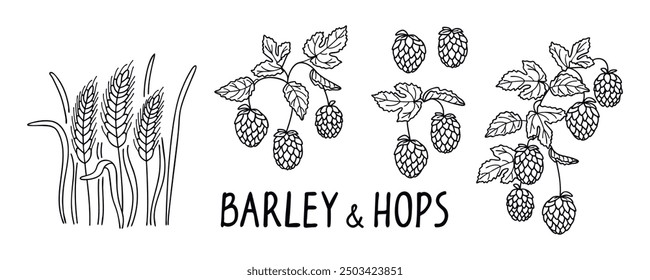 Barley and beer hops banner with graphic botanical design elements and hand lettering.Line drawn plants brewing ingredients isolated on white background.Print on fabric and paper.Vector illustration.