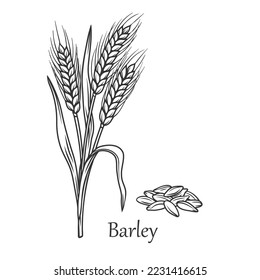 Barley cereal crop outline icon vector illustration. Line hand drawn growing grain farm harvest on rural agriculture field, ripe organic ears of plant with grass stem, leaf and seeds and Barley text