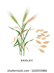 Barley cereal grass and grains - vector botanical illustration in flat design isolated on white background.