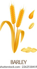 Barley crop. Cartoon farm plant. Botanical illustration isolated on white background