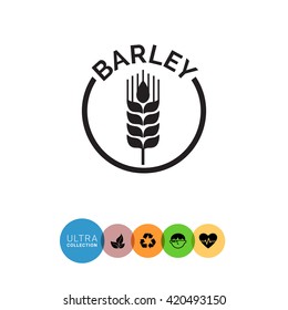 Barley ear