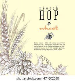 Barley ears with beer hops branch, hops leaves and cones vector on black background. Sketch and engraving style design layout with isolated element.