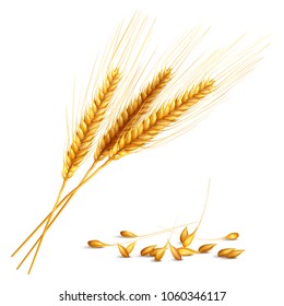 Barley ears and grain with harvest and farming symbols realistic vector illustration