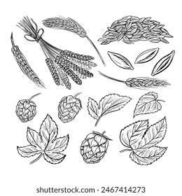 Barley, grain malt and hops. Ingredients for brewing. An illustration with black and white vector graphics. Elements of cliparts for the design of labels, packages, posters about the beer production.