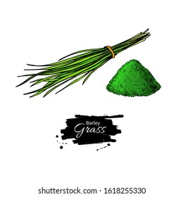 Barley grass bunch and powder vector superfood drawing. Isolated hand drawn illustration on white background. Organic healthy food. Great for banner, poster, label