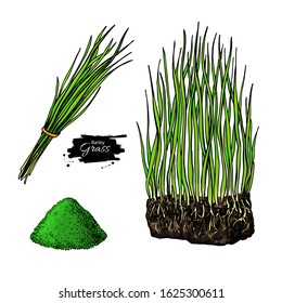 Barley grass and powder vector superfood drawing. Isolated hand drawn illustration on white background. Organic healthy food. Great for banner, poster, label