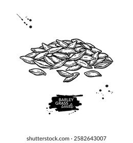 Barley grass seeds vector drawing. Heap of wheat seeds sketch. Superfood medical herb. Vector illustration with hand drawn elements isolated on white background. 