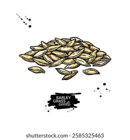 Barley grass seeds vector drawing. Heap of wheat seeds sketch. Superfood medical herb. Vector illustration with hand drawn elements isolated on white background. 