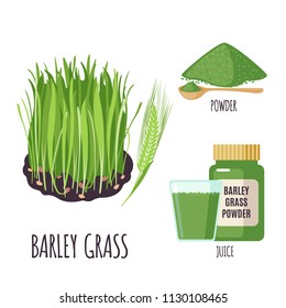 Barley grass set with powder and green juice in flat style isolated on white background. Organic healthy food. Medicinal herbs collection. Vector illustration.