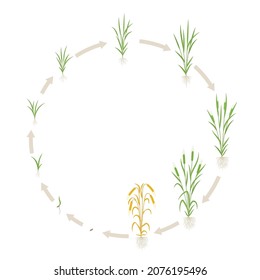 Barley growth stages. Multiple stems. Hordeum vulgare. Round cycle. Harvest progression. Vector infographics illustration.