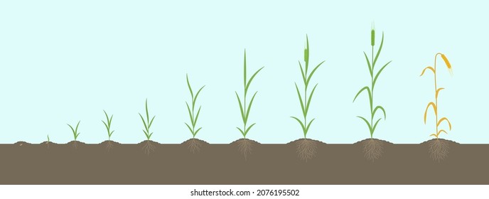 Barley growth stages. With one stem. Hordeum vulgare. Harvest progression. Background of the soil. Vector infographics illustration.