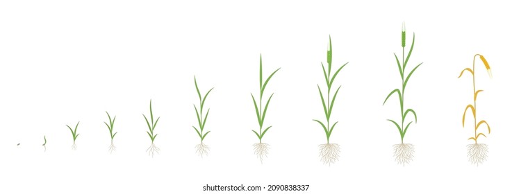 Estadios de crecimiento de cebada. Con un tallo. Hordeum vulgare. Progresión de cosecha. Desarrollo del período vegetal. Ilustración de infografía vectorial.