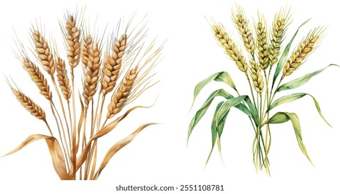 Barley Hand-Drawn Realistic Watercolor Illustration on White Background