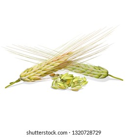 BARLEY ILLUSTRATION DESIGN