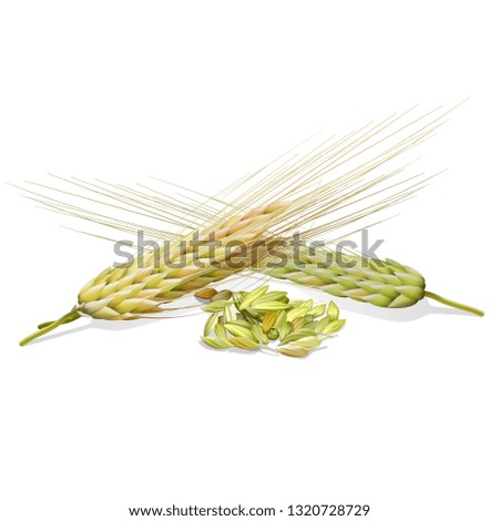 BARLEY ILLUSTRATION DESIGN