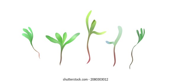 barley micro greens. Vector illustration isolated on white background