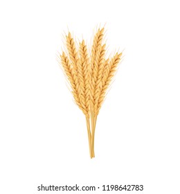 Barley, oat set. Plant, spikelet with ears, grains, seeds, sheaf