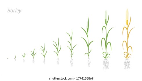 Barley plant growth stages development. Hordeum vulgare. Species major cereal grain. Harvest animation progression. Ripening period vector infographic set.