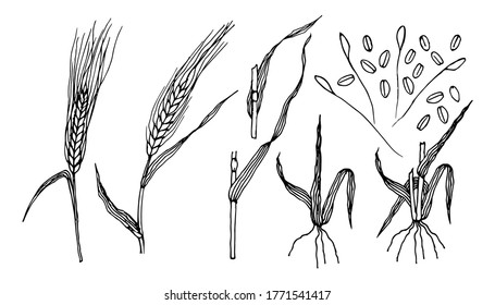 Barley plant. Set of barley grain, grits, leaf, seeds, roots on white background. Hand drawn vector illustration 