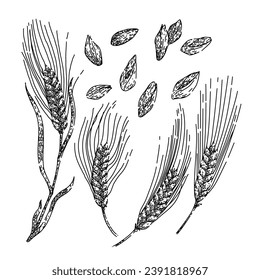 barley set hand drawn. grain harvest, wheat bread, farm food barley vector sketch. isolated color illustration