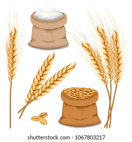 Barley spikelets mockup set. Realistic illustration of 5 barley spikelets mockups for web