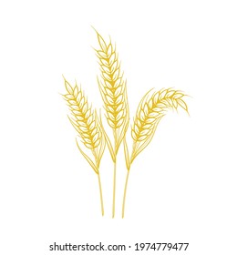 Barley Wheat ears isolated on white background