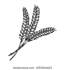 barley wheat hand drawn. grain bread, crop farm, agriculture food barley wheat vector sketch. isolated color illustration