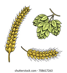 Barley and wheat, malt and hops. Beer of oktoberfest. engraved in ink hand drawn in old sketch and vintage style for web or pub menu. design element isolated on white background.