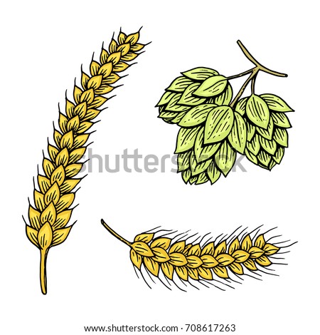 Barley and wheat, malt and hops. Beer of oktoberfest. engraved in ink hand drawn in old sketch and vintage style for web or pub menu. design element isolated on white background.