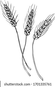 Barley wheatear line on white background vector illustration symbol food healthy farm bread natural grain organic, ear gluten graphic icon agriculture harvest bakery