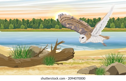 Un búho de granero vuela sobre la orilla del río. Paisaje vectorial realista