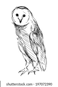 Royalty Free Barn Owl Drawing Stock Images Photos Vectors