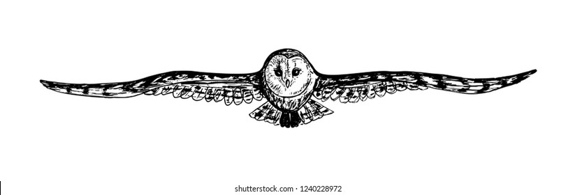 Barn Owl. Hand drawn illustration. Black and white. Picture for coloring. Vector.