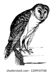 Barn Owl is known to destroy rats and mice on farms, vintage line drawing or engraving illustration.