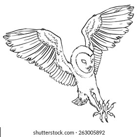 Barn owl - linear vector hand drawing